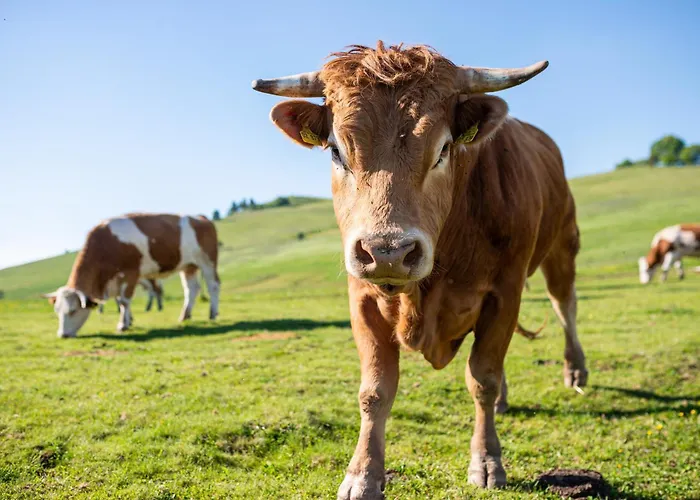 Sonnenglueck Mit Grosszuegigem Suedbalkon