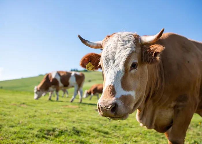 Sonnenglueck Mit Grosszuegigem Suedbalkon 公寓 伦茨基希